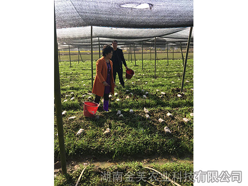 衡陽縣領導在基地指導羊肚菌采收-(2) 衡陽縣領導在基地指導羊肚菌采收-(2)