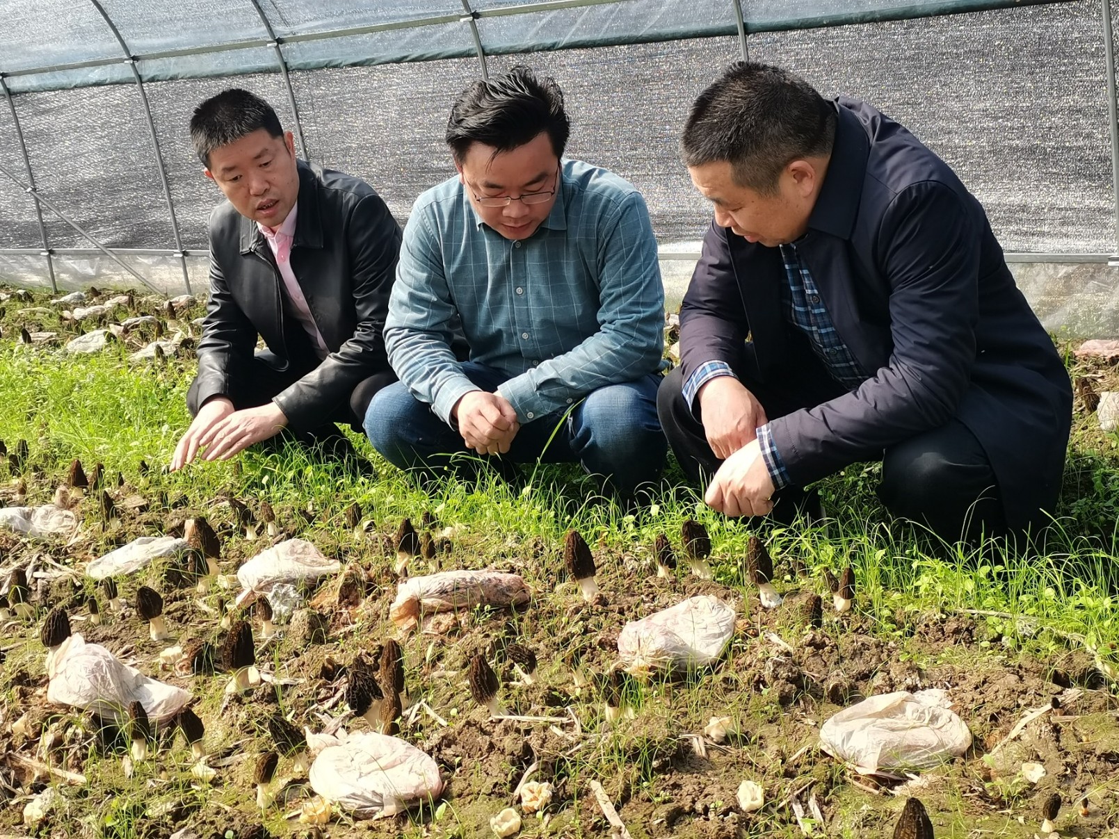 省食用研究所和縣科技局領(lǐng)導(dǎo)基地考察指導(dǎo) 省食用研究所和縣科技局領(lǐng)導(dǎo)基地考察指導(dǎo)