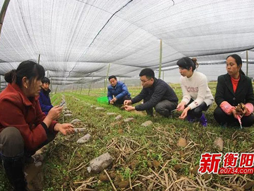 湖南金芙農(nóng)業(yè)科技有限公司,湖南農(nóng)業(yè)科技發(fā)展,蛹蟲(chóng)草,藥用菌